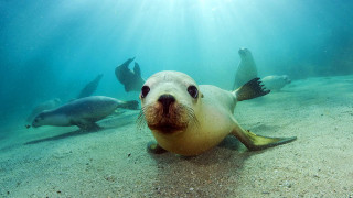 Seal swimming water animals sunbeam - a seal free wallpaper