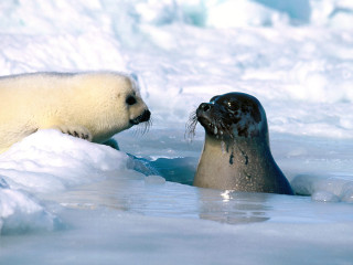 Seal and seal in the - its mouth free wallpaper