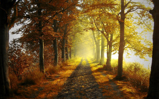 Forest path trees grass nature 2 - both side of it free wallpaper