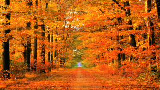 Road trees yellow leaves blue - the side of the road free wallpaper