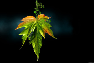 Green leaf yellow branch 3d - a green stem free wallpaper