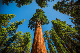 Tall tree forest blue sky - free forest wallpaper
