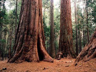 Forest trees dirt ground sky - free forest wallpaper