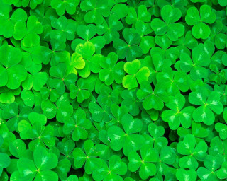 Green clovers leaves field grass - cornelia parker free wallpaper