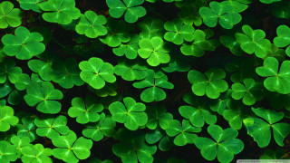 Green shamrocks wallpaper background backdrop - ecological art free wallpaper