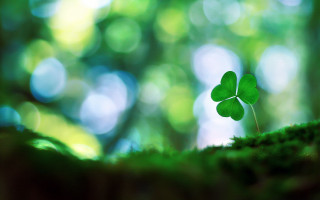 Small green leafed plant woods - the tree behind free wallpaper