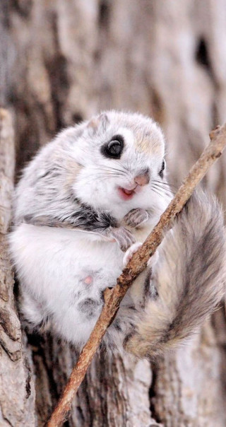 Small rodent tree branch mouth - free nature wallpaper