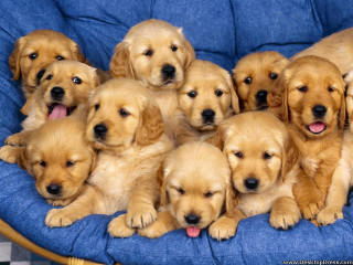 Puppies blue chair tongues out 2 - furry free wallpaper