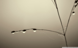 Plant water drops leaves sky - a plant free wallpaper