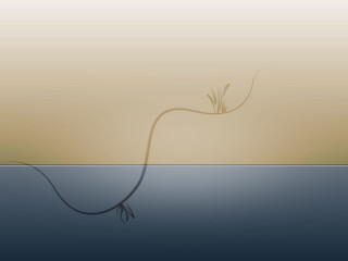 Plant water stem tail string - a long stem free wallpaper