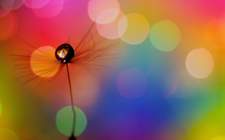 Dandelion water drop colorful background - circle of light free wallpaper