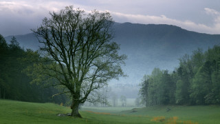 Lone tree grassy field mountains 3 - a lone tree free wallpaper