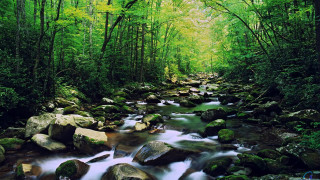 Stream lush green forest rocks 2 - a stream free wallpaper