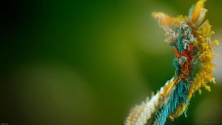 Colorful plant macro fire explosion - a blurry background of leaves free wallpaper