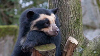 Bear sitting tree stump looking - a bear free wallpaper