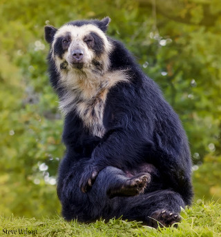 Black white bear green field - animal photography free wallpaper