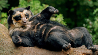 Black brown animal rock trees - glamor pose free wallpaper