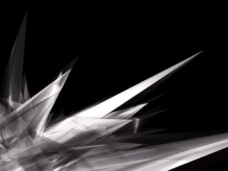 Black white bird wings spread - photo of a bird free wallpaper