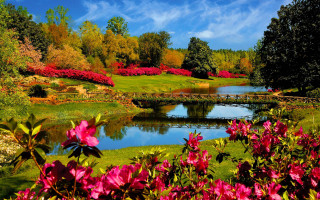 Pond flowers bridge blue sky - a pond free wallpaper
