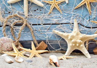 Starfish shells beach blue wall - florianne becker free wallpaper