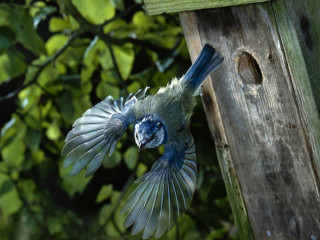 Blue bird flying birdhouse tree - a blue bird free wallpaper