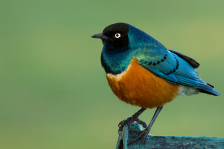 Colorful bird wooden post green - a green background and a blurry background behind free wallpaper