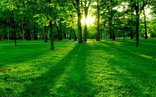 Grassy field soccer goal sunlight - the tree and the grass free wallpaper