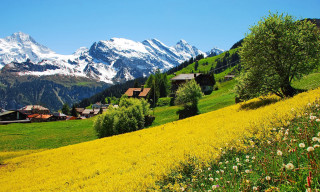 Yellow flower field mountain houses - house free wallpaper