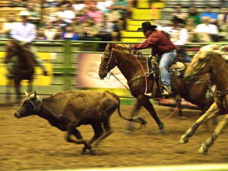 Man horse cow rodeo arena - a crowd watching free wallpaper