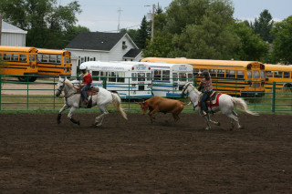 Horses couple cow bus urban - western free wallpaper