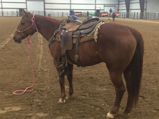 Horse saddle dirt arena rope - a picture free wallpaper