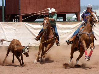 Rodeomen horses steer rodeo cow - far free wallpaper