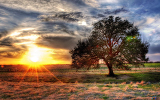 Tree field sunset clouds sky 14 - a tree in a field free wallpaper