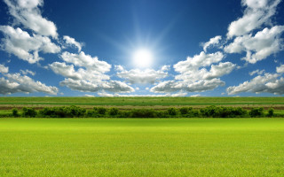 Sunny field grass trees bushes - a field of grass below free wallpaper