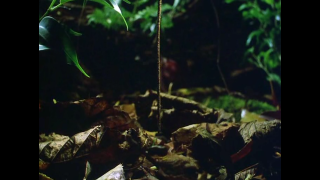 Plant long stem forest floor - andy goldsworthy free wallpaper