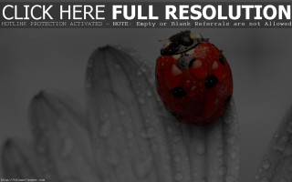 Ladybug flower water droplets click - full free wallpaper