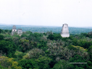 Forest ruins trees bird flying - overhead free wallpaper