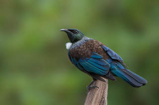 Bird sitting branch blurry background 5 - a branch free wallpaper
