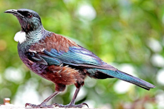Colorful bird wooden fence forest - primitivism free wallpaper