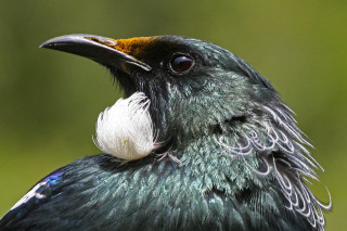 Bird open mouth teeth realistic - an illustration free wallpaper