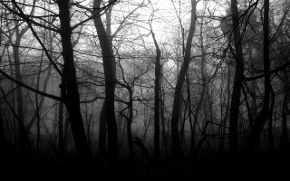 Black white trees foggy woods - dark atmosphere free wallpaper