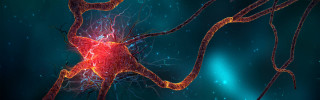 Nematic cell red yellow structure - structure free wallpaper