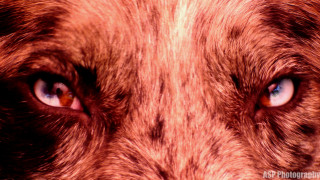 Dog closeup blue eyes brown - free dogs wallpaper
