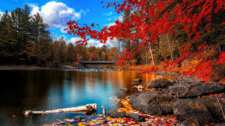 River bridge autumn foliage fallen - beautiful landscape free wallpaper