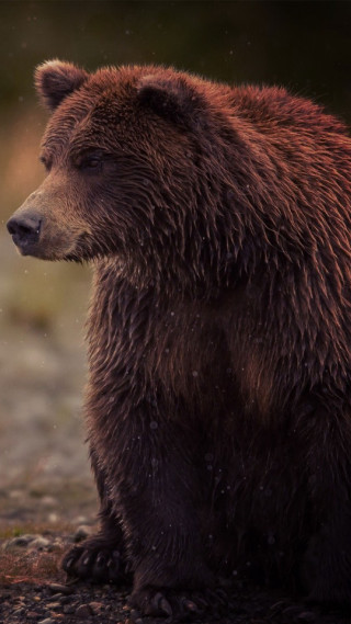 Brown bear dirt field forest 3 - tree and grass free wallpaper
