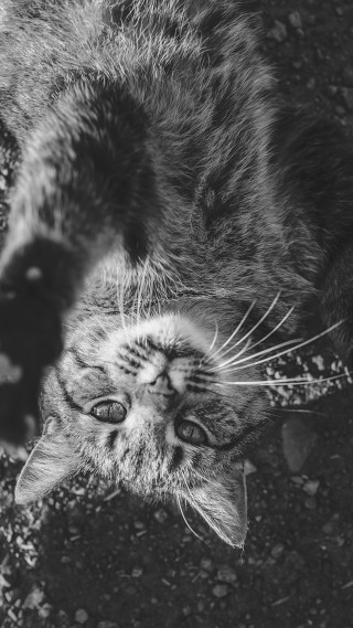 Cat laying ground looking up - animal photography free wallpaper