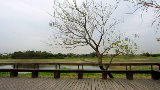 Tree lake deck autumn bench - a bench free wallpaper