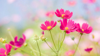 Pink flowers field grass background - the background free wallpaper