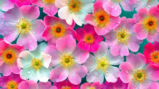 Pink white flower bouquet watercolor - annabel kidston free wallpaper