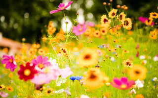 Field flowers house trees blurry - a field of flowers free wallpaper